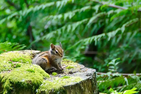 Chipmunk hiding in a stump, easy to miss