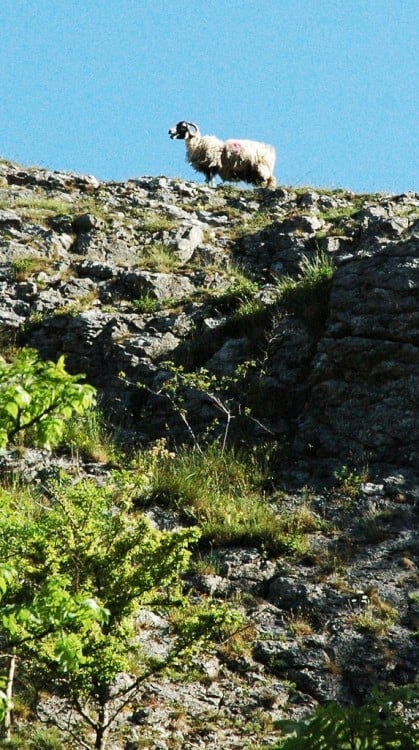 sheep on a cliff