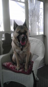 My dog, Zane, sitting on the front porch chair