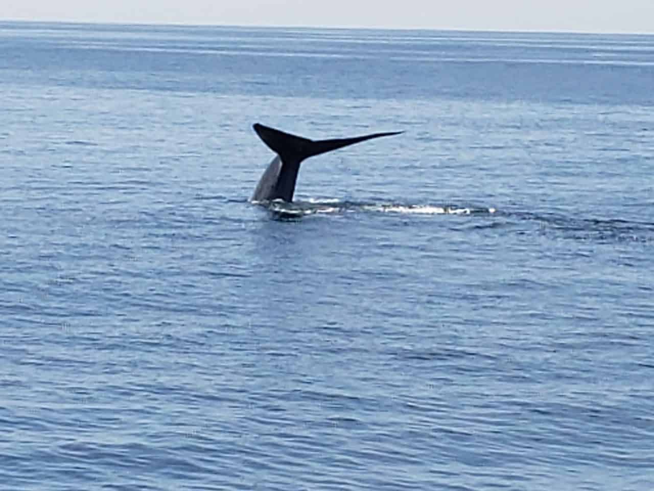 A blue whale's tail breaking the ocean surface