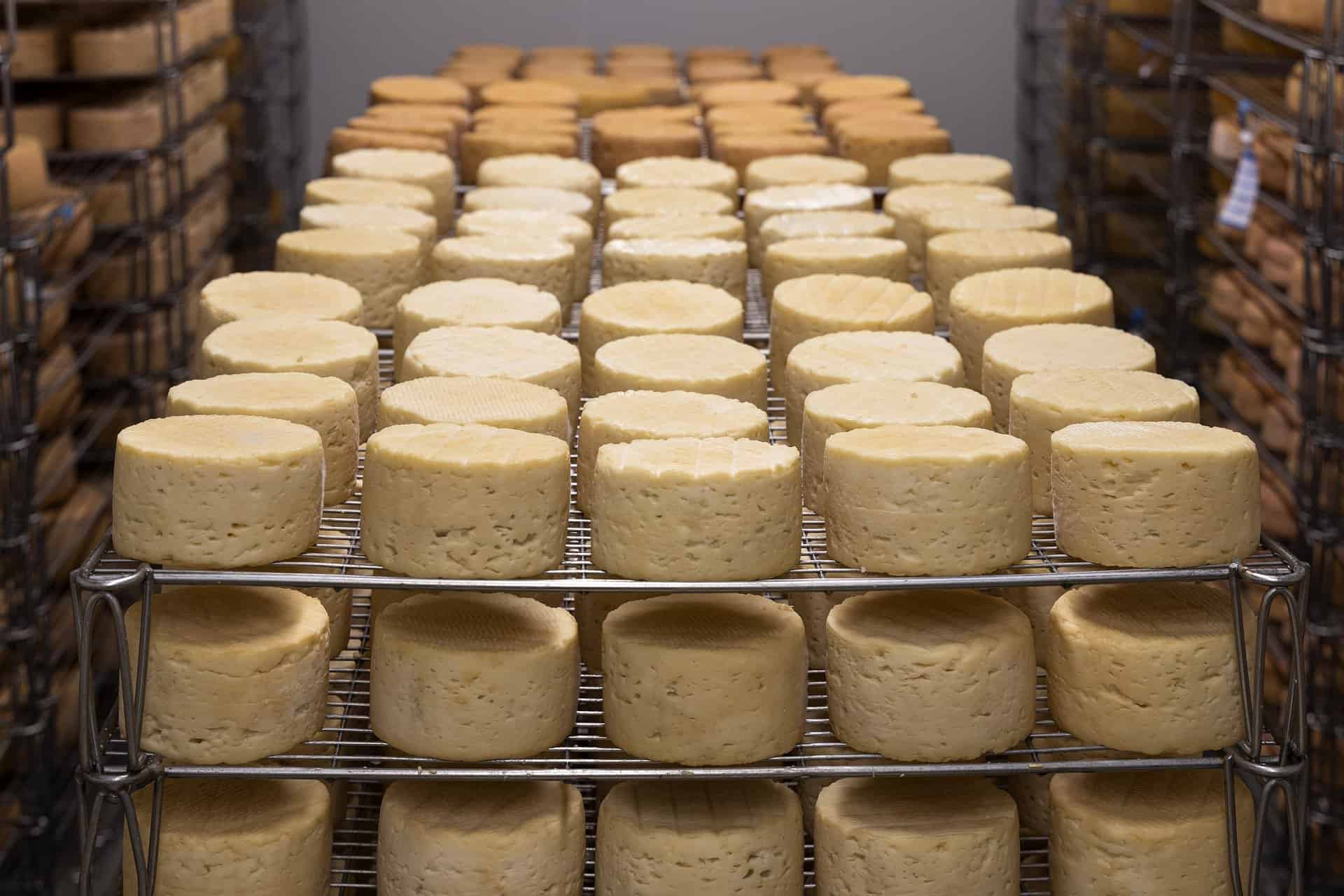 Rolls of freshly made cheese