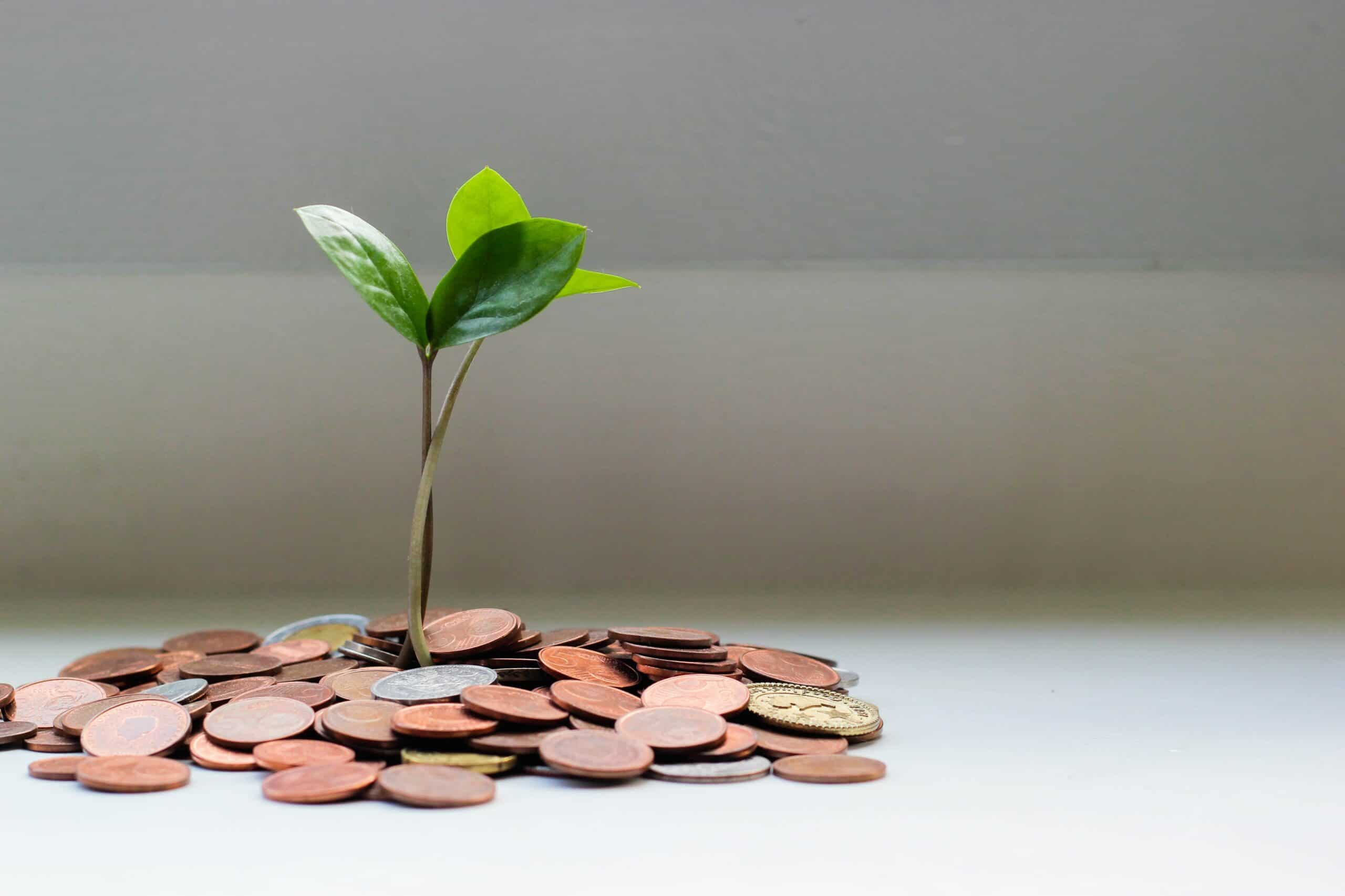 Small, green tree growing out of a pile of coins.